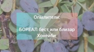 Топ 3 самых сладких жимолости для средней полосы России