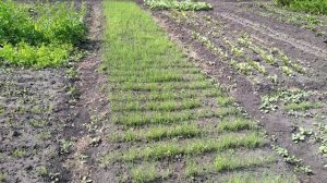 лук на севок, сеем чернушку сами