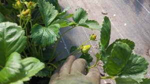 Секрет крупной клубники! Как Крисс и Лигоплекс увелич?