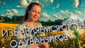 Как избавиться от одуванчиков на газоне? 🔥☀️