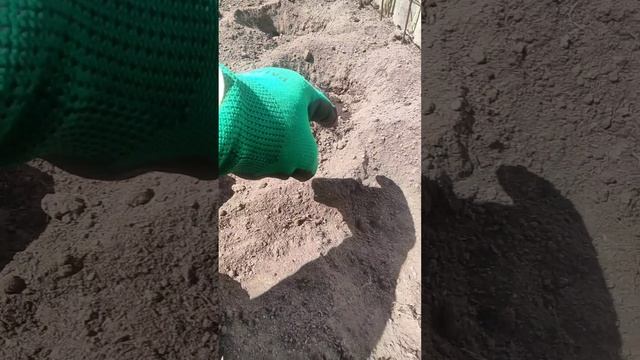 посев огурцов в открытом грунте по принципу тёплой грядки