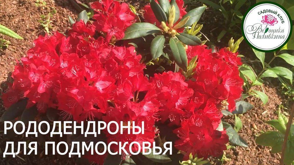 РОДОДЕНДРОНЫ ДЛЯ ПОДМОСКОВЬЯ смотреть онлайн