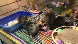 Котята на Птичьем Рынке в Москве