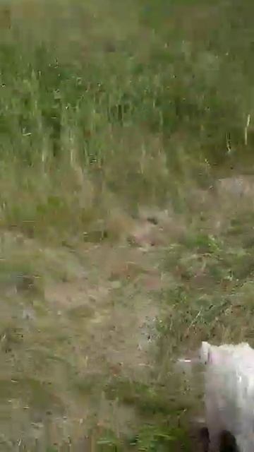 Поросята венгерской мангалицы на выпасе