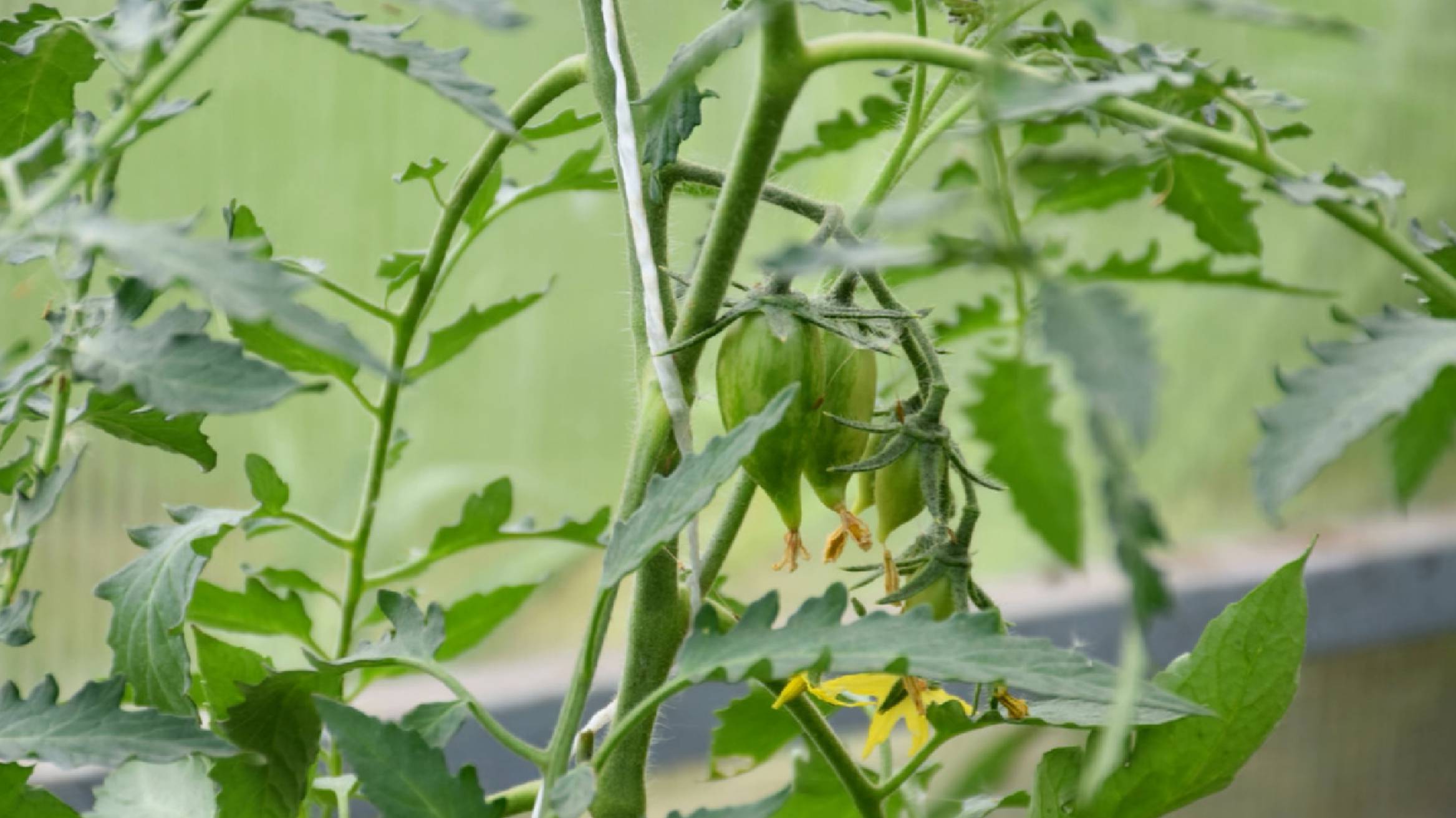 Почему томаты цветут, а завязей нет или цветы опадают? смотреть онлайн