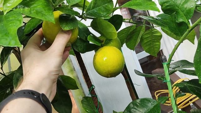 Апельсин 4 сезона, дегустация