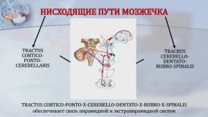 7 ВИДЕОУРОК - НИСХОДЯЩИЕ ПУТИ МОЗЖЕЧКА