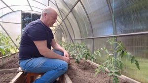 Как подвязать томаты в теплице?