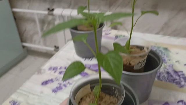 Моя рассада растёт в 2 раза быстрей. Почему?