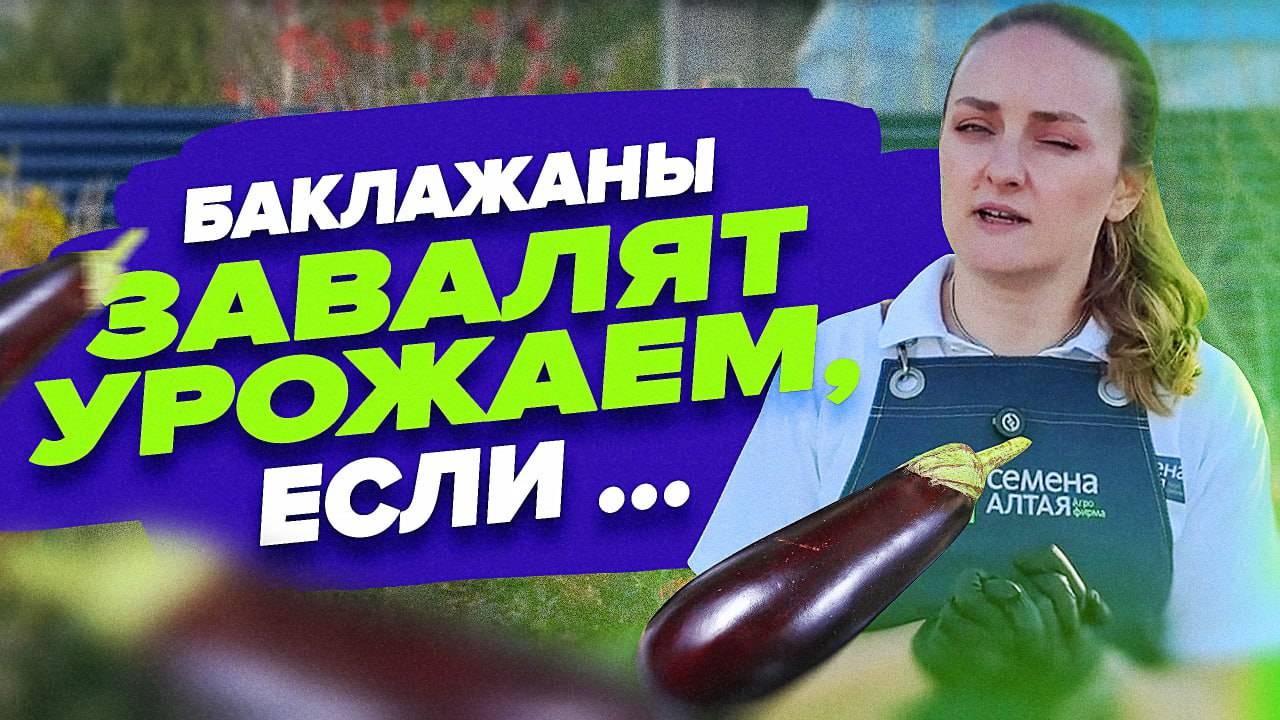 САМОЕ ВАЖНОЕ ПРИ ВЫРАЩИВАНИИ БАКЛАЖАНОВ смотреть онлайн