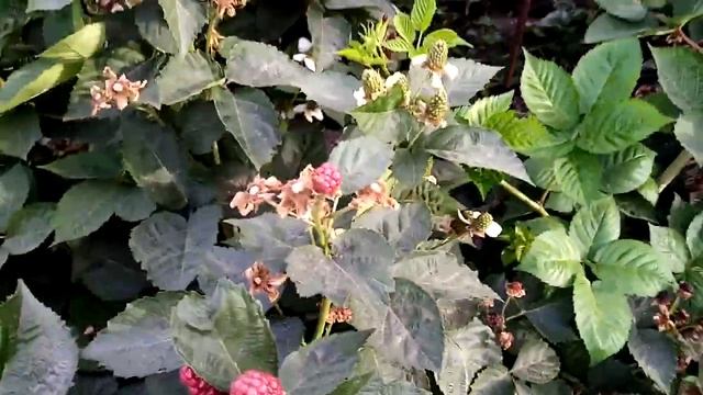 ежевика сорт блек джем, открытый грунт.