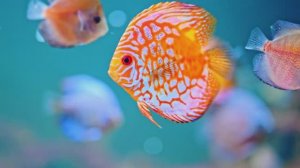 🐠 МГНОВЕННОЕ ВОССТАНОВЛЕНИЕ ОРГАНИЗМА