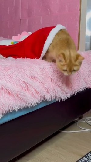 Мосе приснился кошмар #кошка #кошки