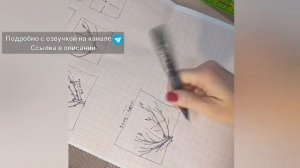 Схема обрезки груши и формирования Чаши #чаша #формиро