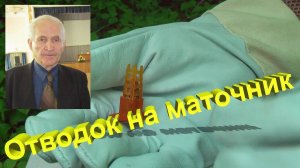 Как сделать отводок на маточник? Личный опыт по Кашковскому