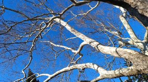 SHAMAN. // ДАРЯТ СВЕТ МЕСТА РОДНЫЕ..