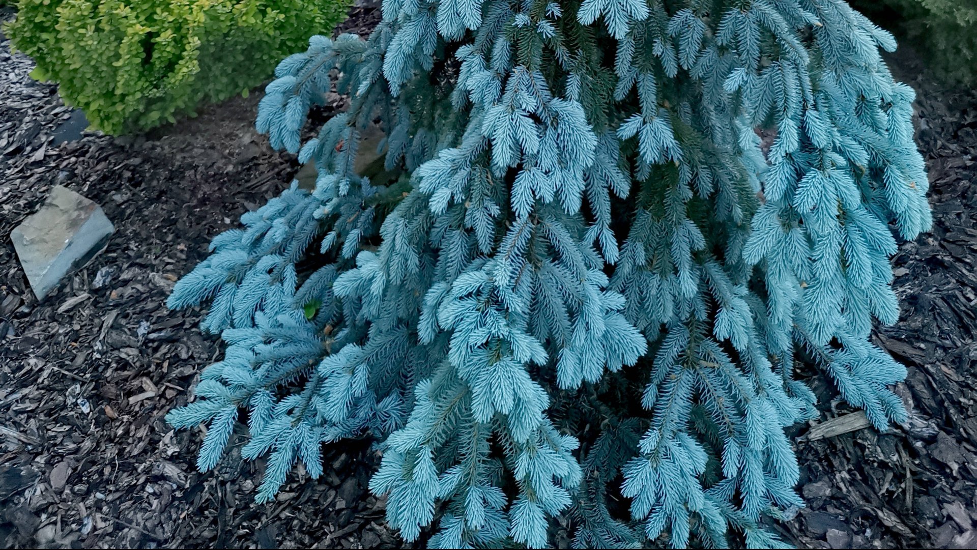 Приросты на редких хвойных!🌟🌲Обзор! 5.06.2025 #сад #garden #хвойные смотреть онлайн