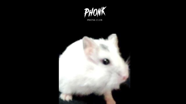 Подборка ☠️
Фонк (хомяш) смотреть онлайн