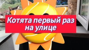Котята первый раз на улице