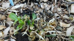 Как чувствуют себя метельчатые гортензии, розы и ели после заморозков в моем саду #гортензии #цветы