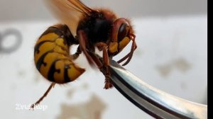 Звук жужжания большого шершня слушать