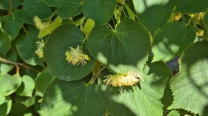 Июньским днём на даче.