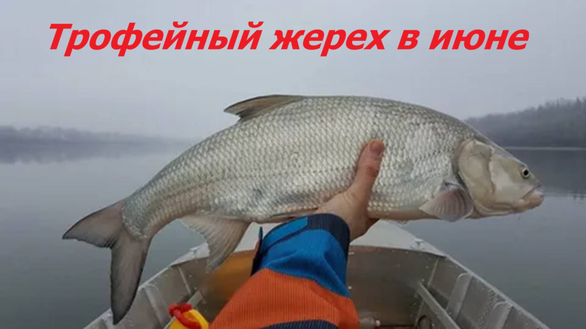 ТРОФЕЙНЫЙ ЖЕРЕХ в ИЮНЕ! КАК ПОЙМАТЬ ЖЕРЕХА ЛЕТОМ? МЕСТА, СНАСТИ и ПРИМАНКИ для ЛОВЛИ ЖЕРЕХА смотреть онлайн