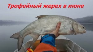 ТРОФЕЙНЫЙ ЖЕРЕХ в ИЮНЕ! КАК ПОЙМАТЬ ЖЕРЕХА ЛЕТОМ? МЕСТА, СНАСТИ и ПРИМАНКИ для ЛОВЛИ ЖЕРЕХА