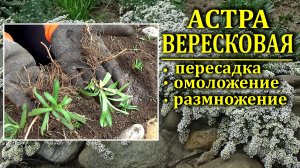 Астра вересковая  сильно загустилась  Когда и как омолодить астру вересковую
