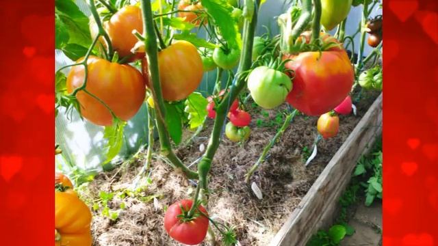 Томаты, устойчивые к неблагоприятным условиям, болезн