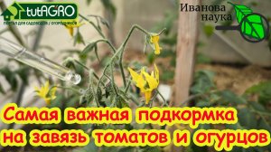 ПОДКРМКА № 1 ДЛЯ ЗАВЯЗИ. Ни один цветок не отвалится, завязь не пожелтеет: для томатов и огурцов.