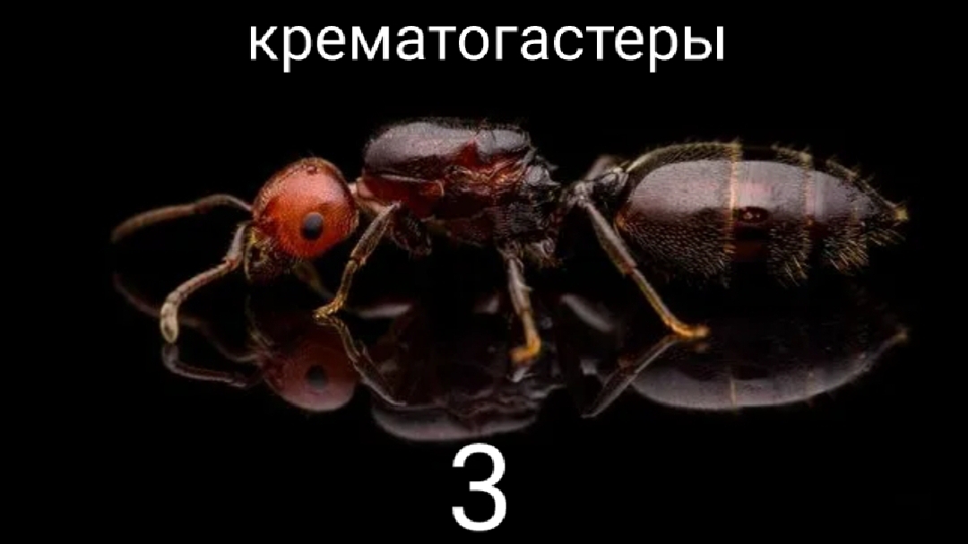 крематогастеры 3 часть