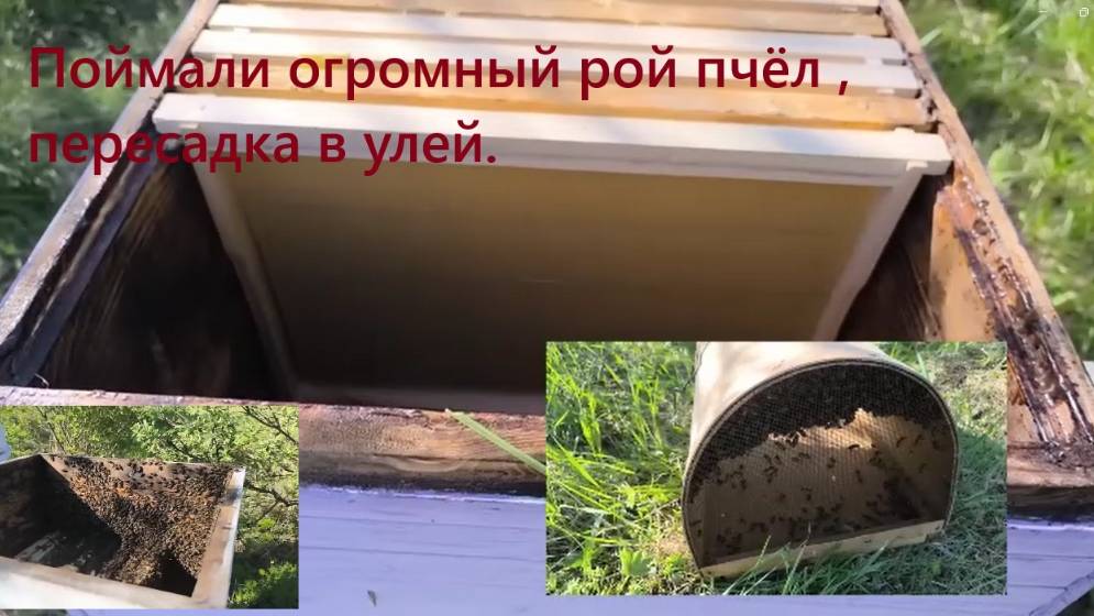 Поймали огромный рой пчёл , пересадка в улей. Пересаживаем рой пчел из роевни в улей. смотреть онлайн