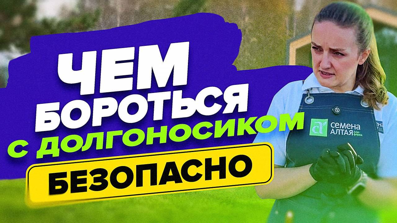 ЧЕМ ОБРАБОТАТЬ КЛУБНИКУ ПРОТИВ ДОЛГОНОСИКА смотреть онлайн