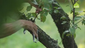 Проводим обрезку и обрабатываем срез яблони или груши