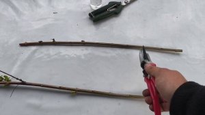 Черенкование ивы Хакуро Нишике весной 🌿