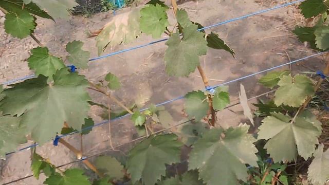 Аюта, Цимус