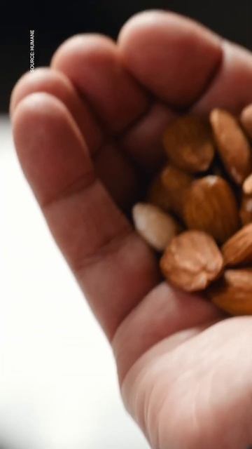 Безэкранная альтернатива смартфону от Humane AI Pin смотреть онлайн