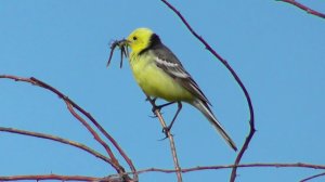Желтоголовая трясогузка  ( Motacilla citreola )