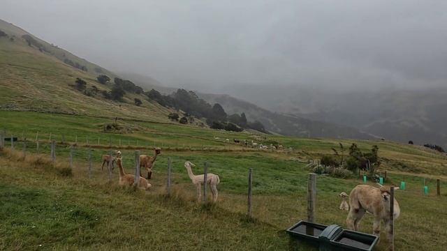 24 часа в Новой Зеландии, в гости к альпакам смотреть онлайн