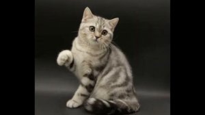 Шотландская прямоухая кошка