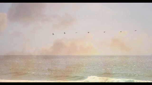 Пение и перелет птиц  природная медитация