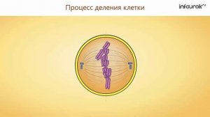 7. Жизненные процессы клетки. Их значение. Роль ферментов в обмене веществ. Деление. Рост и развитие
