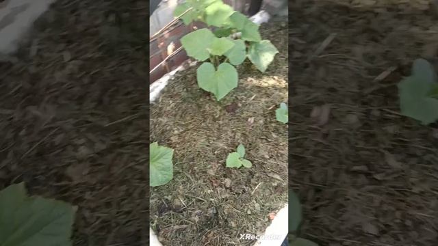 4 июля 2024 г. Доброе жаркое июльское утро ❗