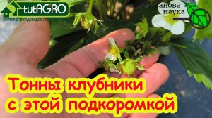 НАШУМЕВШАЯ ПОДКОРМКА НА ЯГОДЫ: ДАЖЕ ХИЛЫЕ КУСТЫ ЗАВАЛЯТ УРОЖАЕМ! Подкормка клубники на урожай.