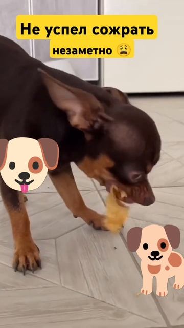 Не успел сожрать незаметно 😩