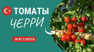 Почему в Турции с одного куста собирают мешок томатов?