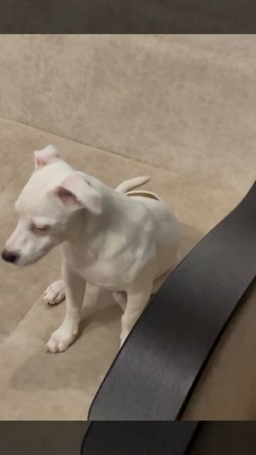 мой пёс Лакки🥰