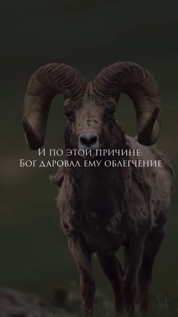 С Праздником Курбан-Байрам смотреть онлайн