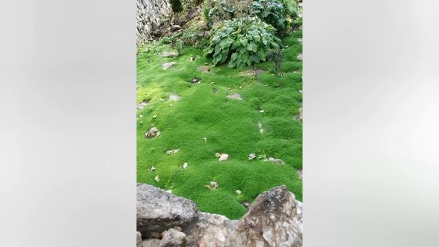 ПОЧВОПОКРОВНЫЕ растения - СКАЗОЧНЫЕ ковры в Вашем САД?